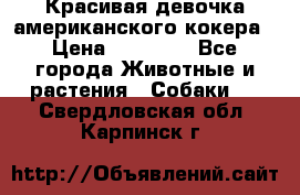 Красивая девочка американского кокера › Цена ­ 35 000 - Все города Животные и растения » Собаки   . Свердловская обл.,Карпинск г.